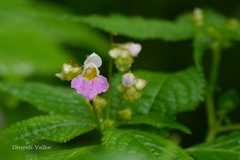 Impatiens laxiflora